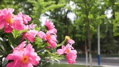 2024年6月13日 晚上猫的音乐巴士