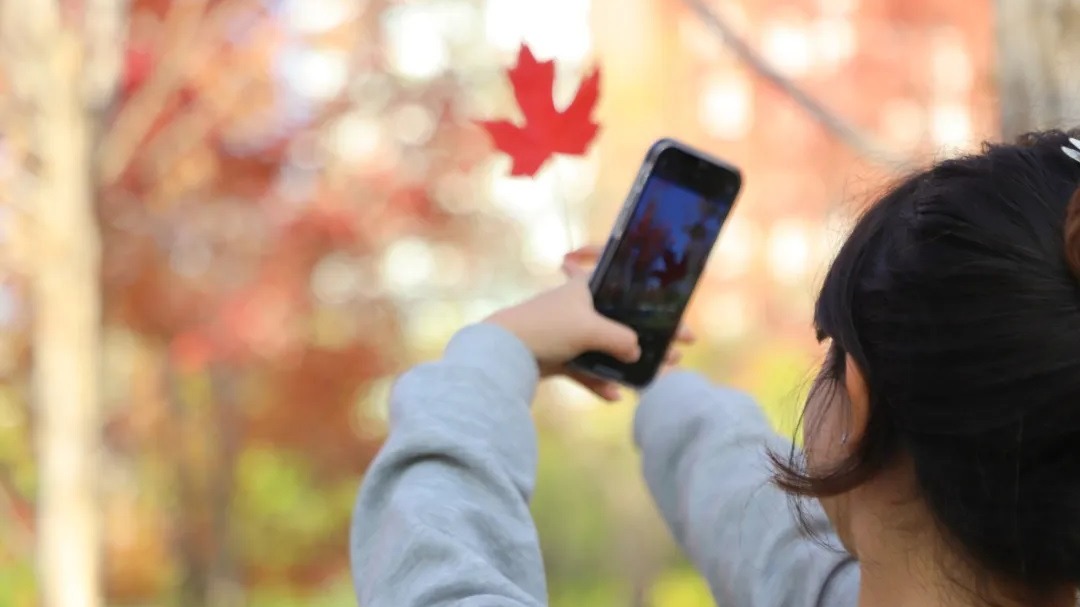 定格|梦幻金秋，来交大赴一场诗意之约