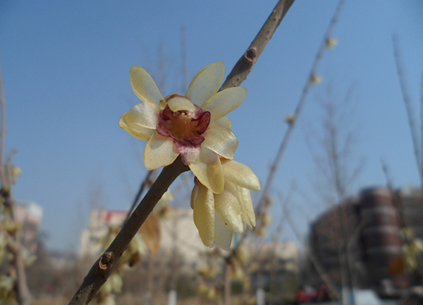 事业兴旺春来早 校园腊梅怒绽放