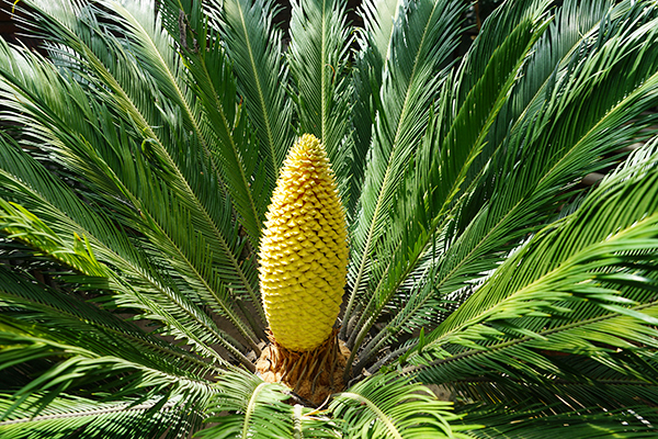 铁树开花   惊艳校园