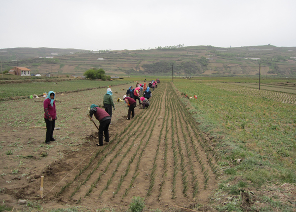 第四小组赴康乐县鸣关村进行牡丹园规划方案调研
