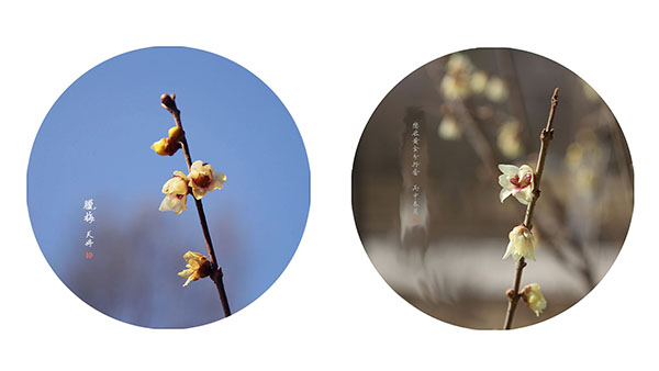 蜡梅花开  香飘校园