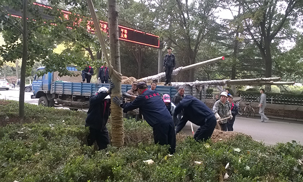 我校2015年校园苗木种植工作全部完成